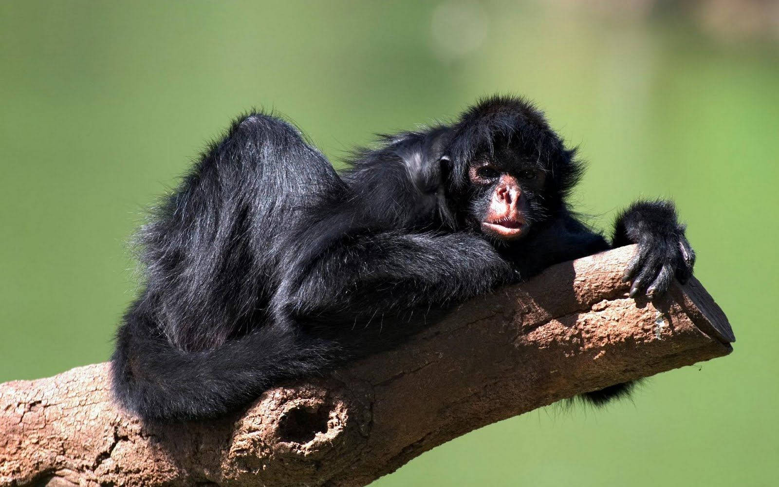 Black Monkey Lying On Edge Wallpaper