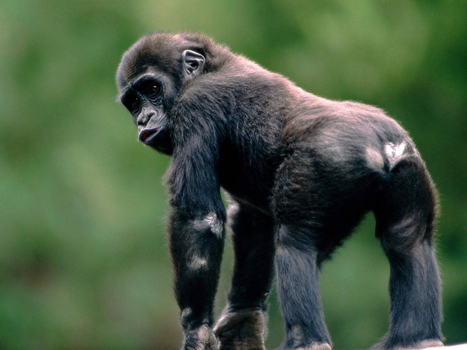 Black Monkey Standing On All Fours Wallpaper