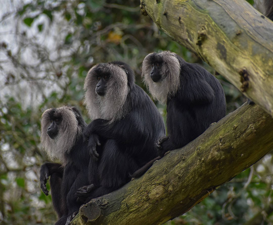 Black Monkey With White Hair Wallpaper