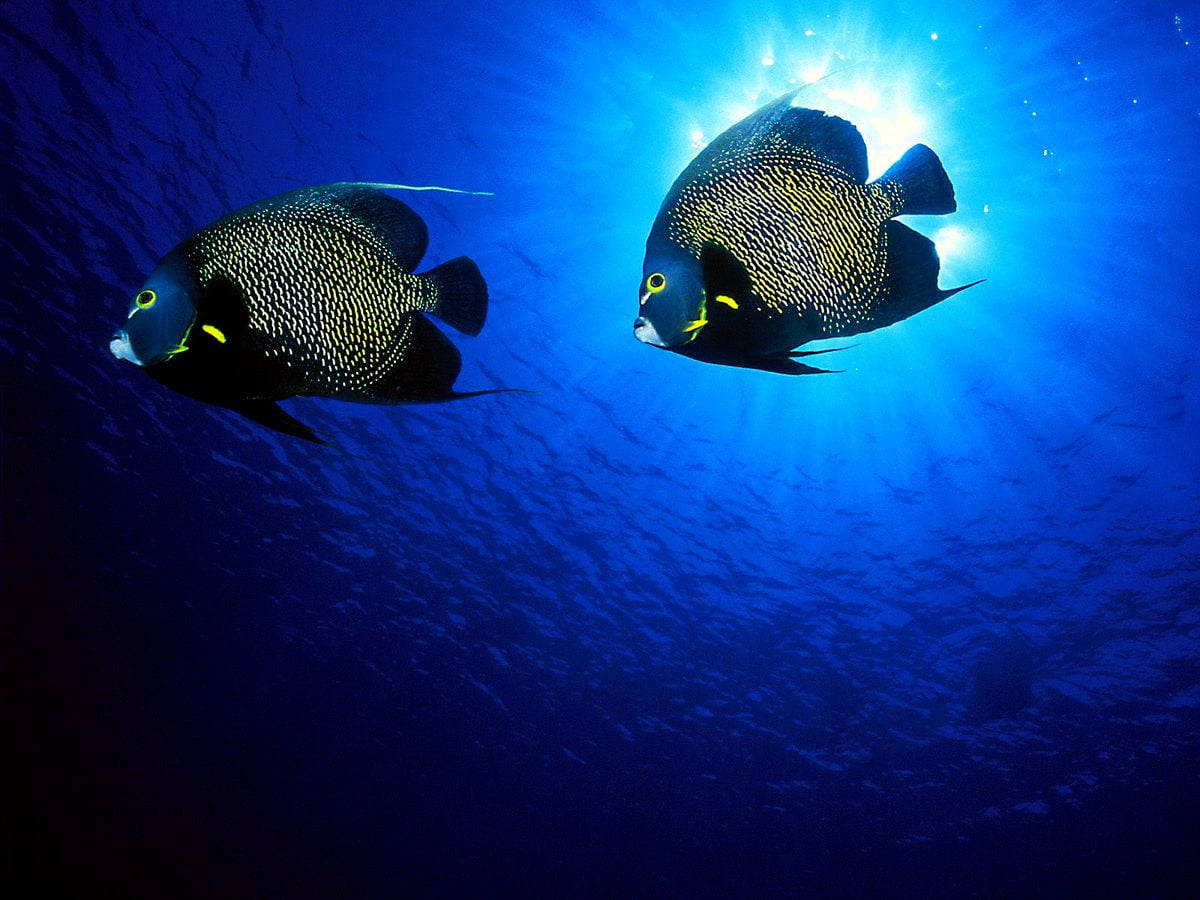Black Neon Cool Fish Wallpaper
