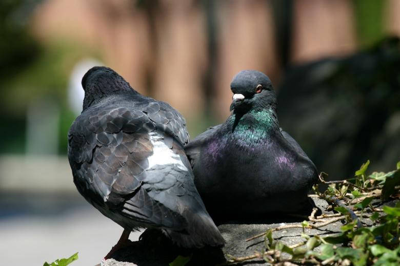 Black Pigeons Birds In Nature Wallpaper