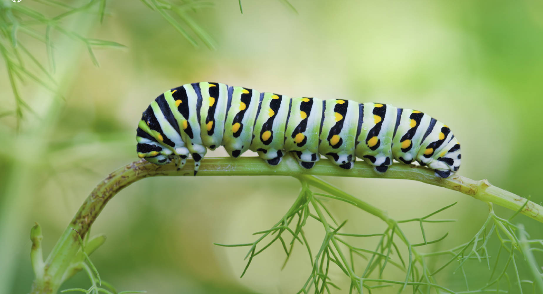 Black Swallowtail Caterpillar On Plant Wallpaper