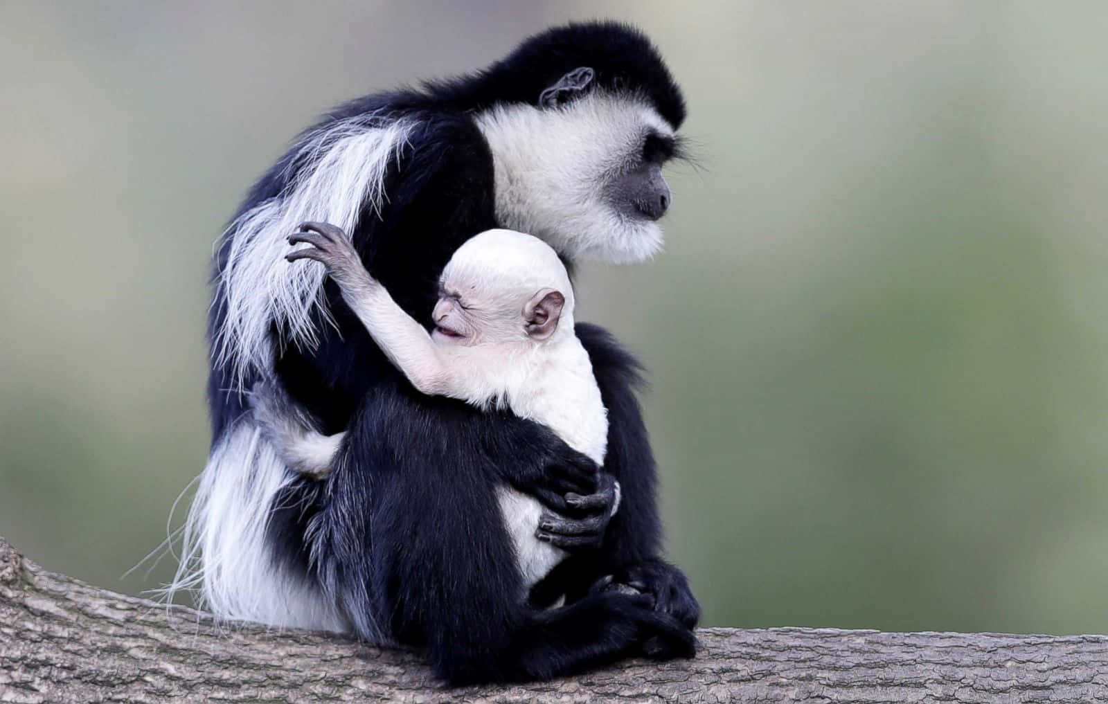 Black & White Cute Monkey Photo Wallpaper