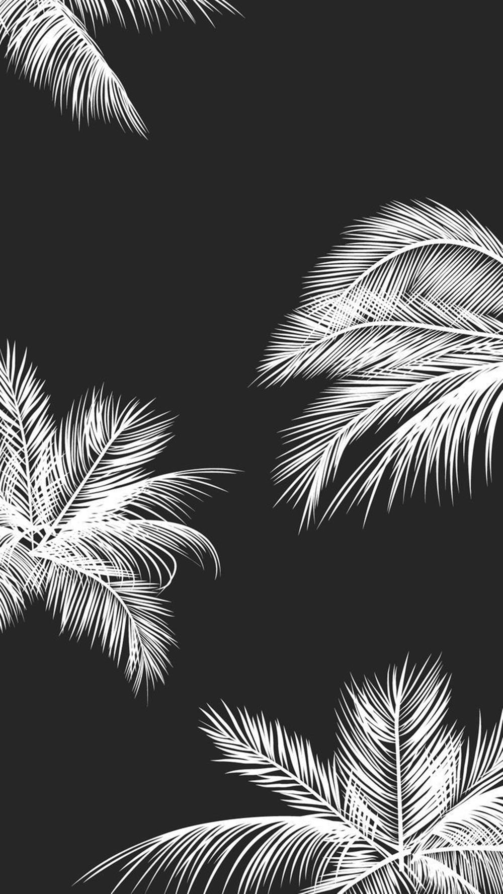 Black White Iphone Palm Leaves Wallpaper