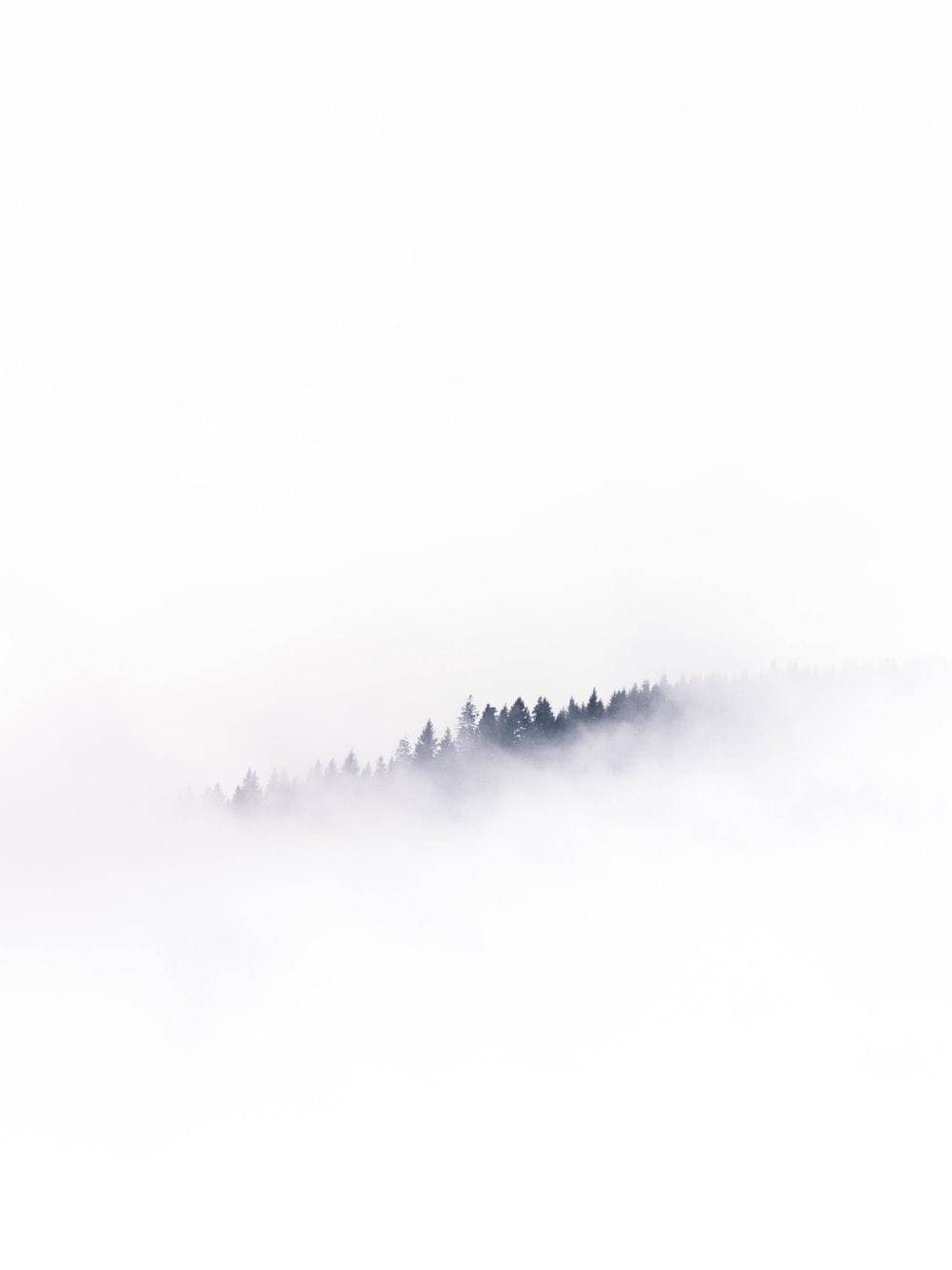 Blank White Trees In Fog Wallpaper