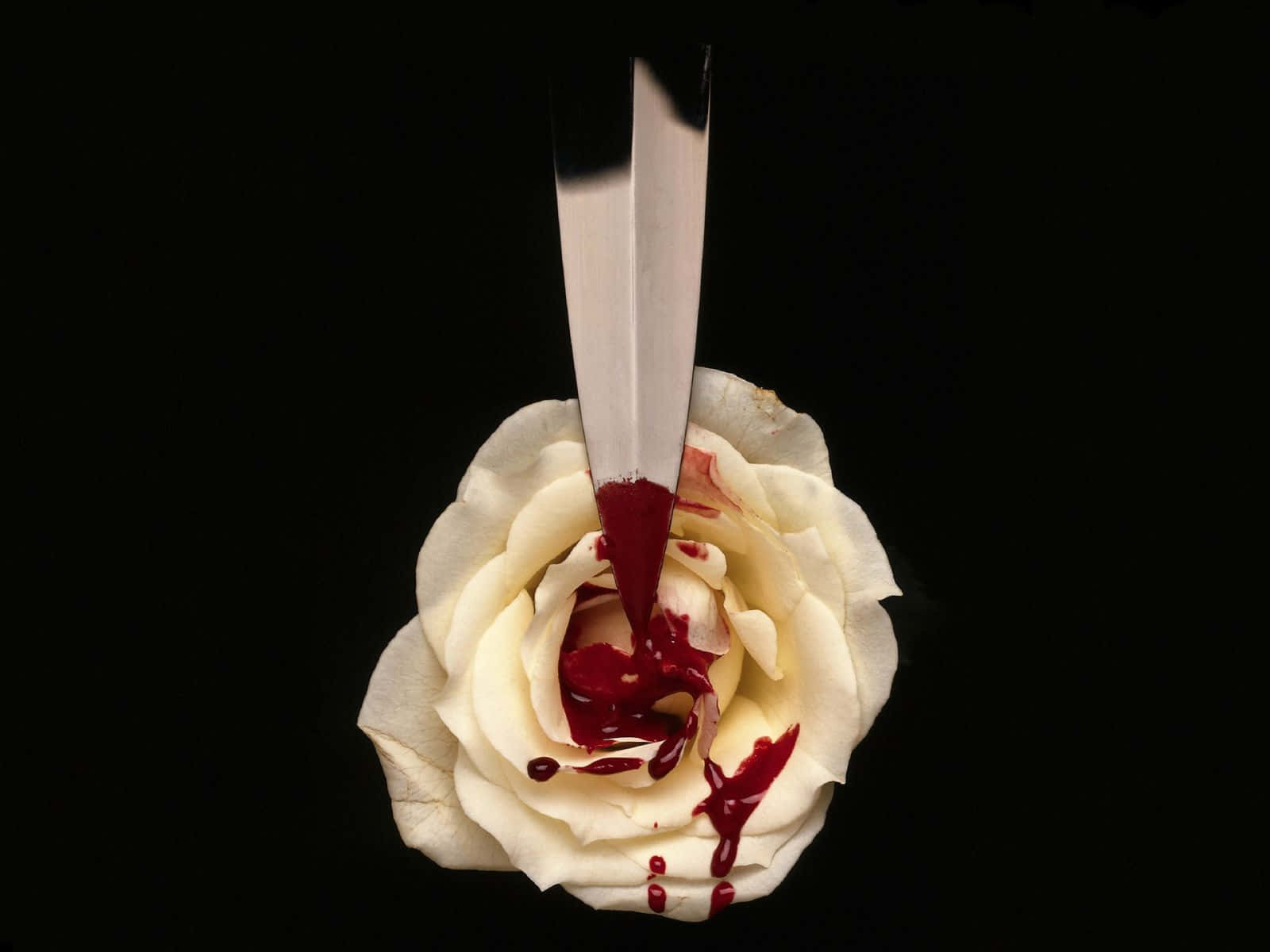 Blood Aesthetic Paper White Rose Wallpaper