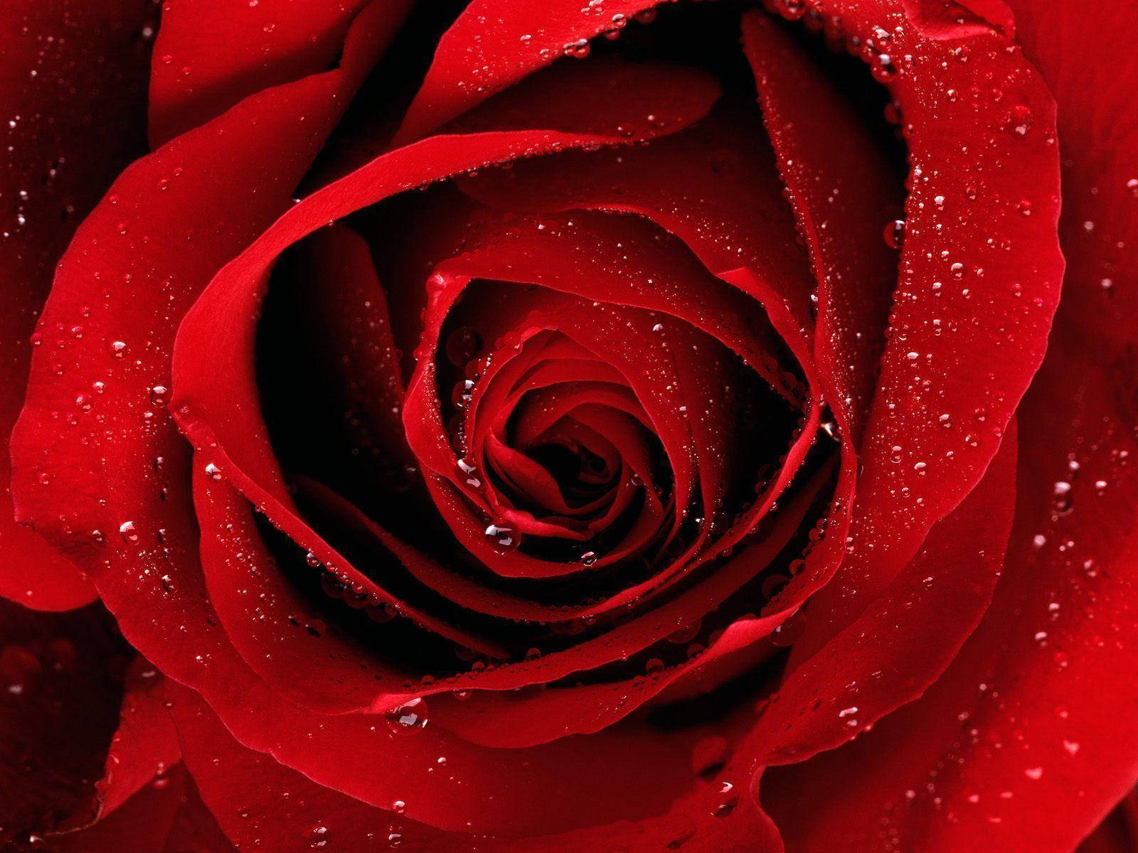 Bloody Red Rose Flower Wallpaper