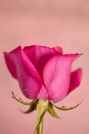 Bloomed Pink Rose - Nature's Beauty Wallpaper