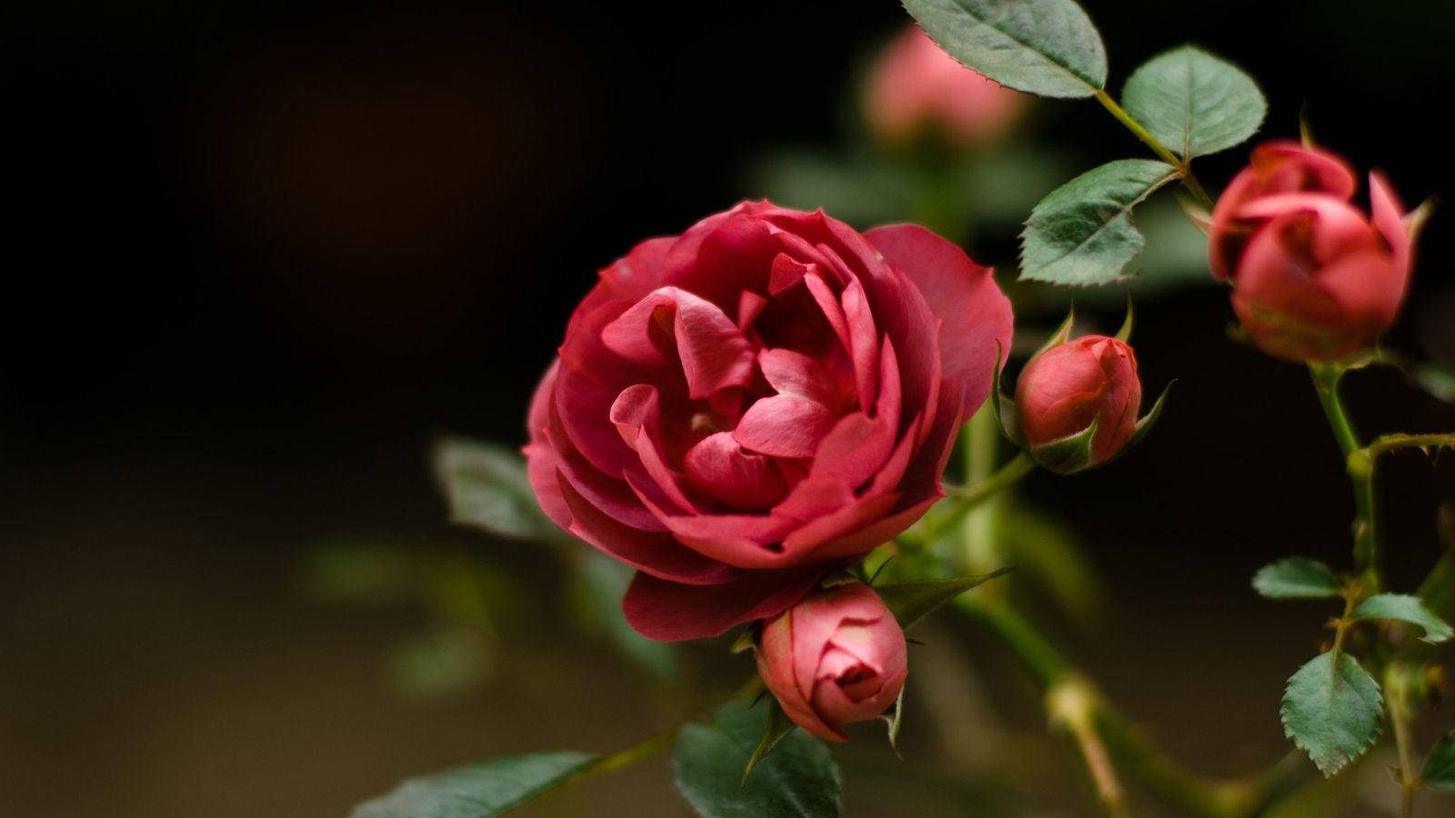 Blooming Bright Beautiful Rose Hd Wallpaper