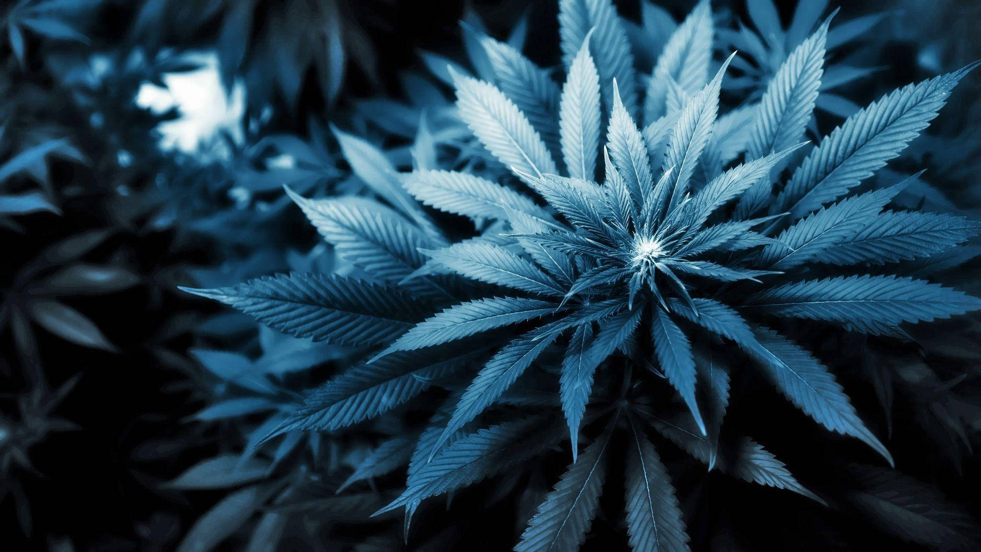 Marijuana Plants Blunt Wallpapers Desktop Background