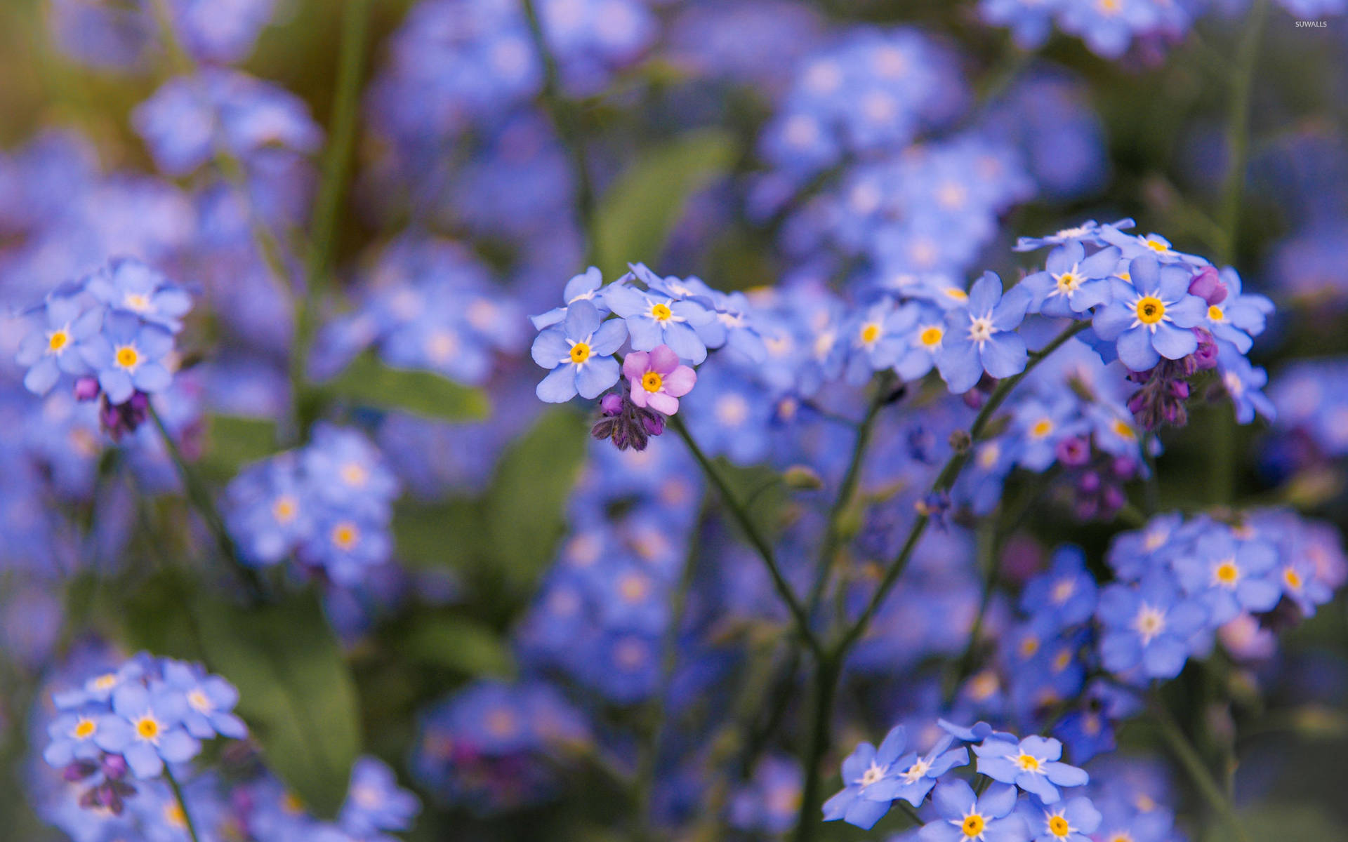 Free Blooming Forget Me Not