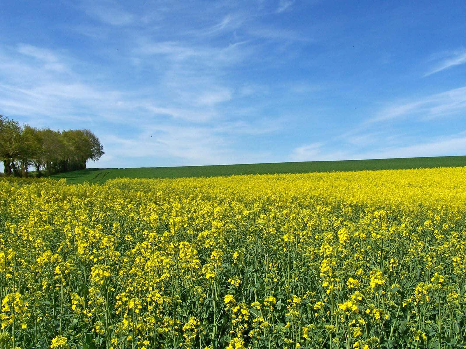 Blooming_ Mustard_ Field_ Landscape Wallpaper