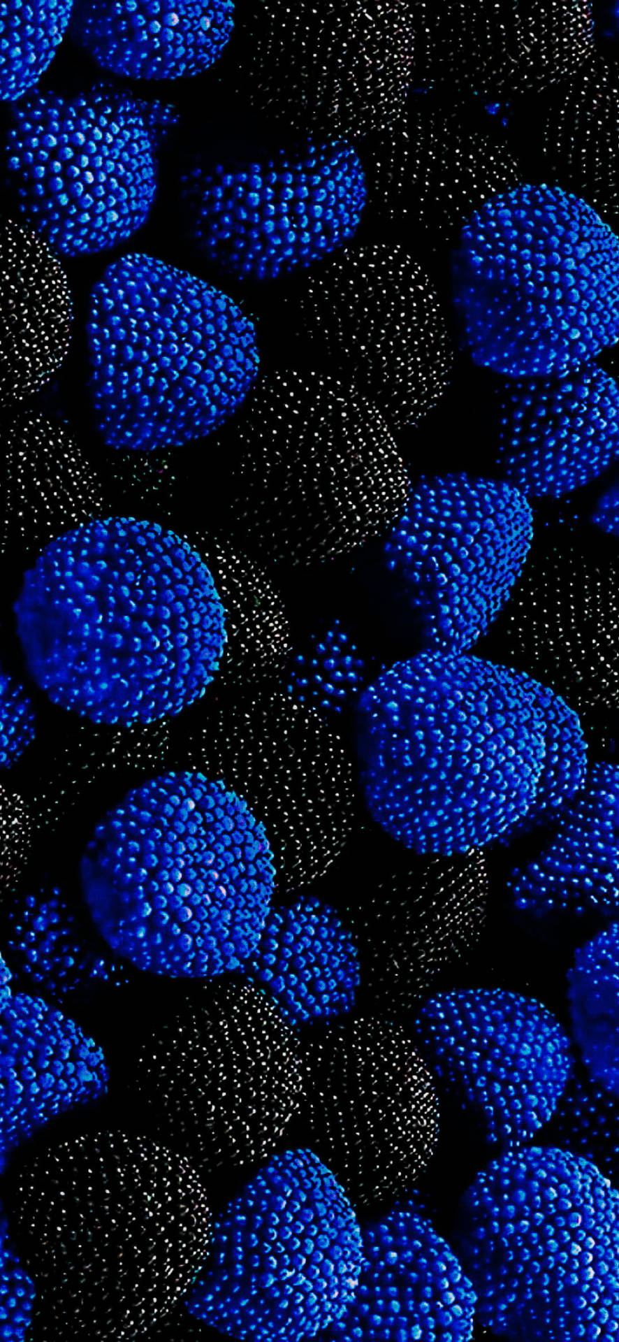 Download free Blue And Black Berries On Samsung Full Hd Wallpaper -  MrWallpaper.com