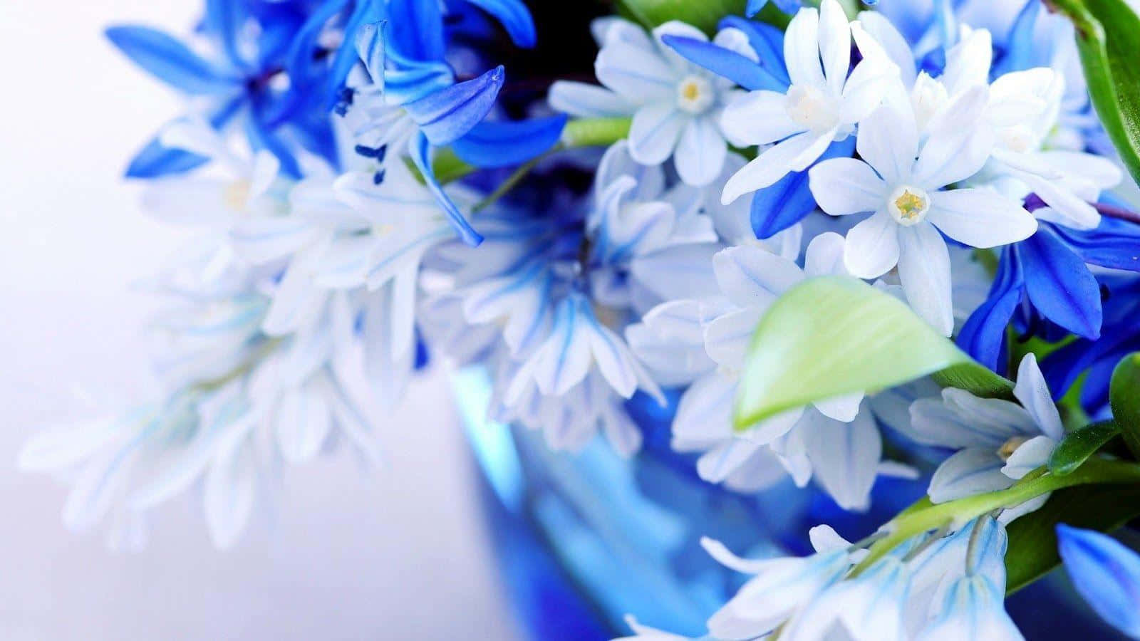 Blue And White Nature Flower Wallpaper