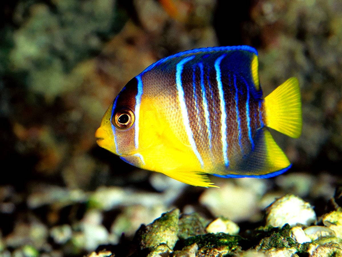 Blue And Yellow Cool Fish Wallpaper