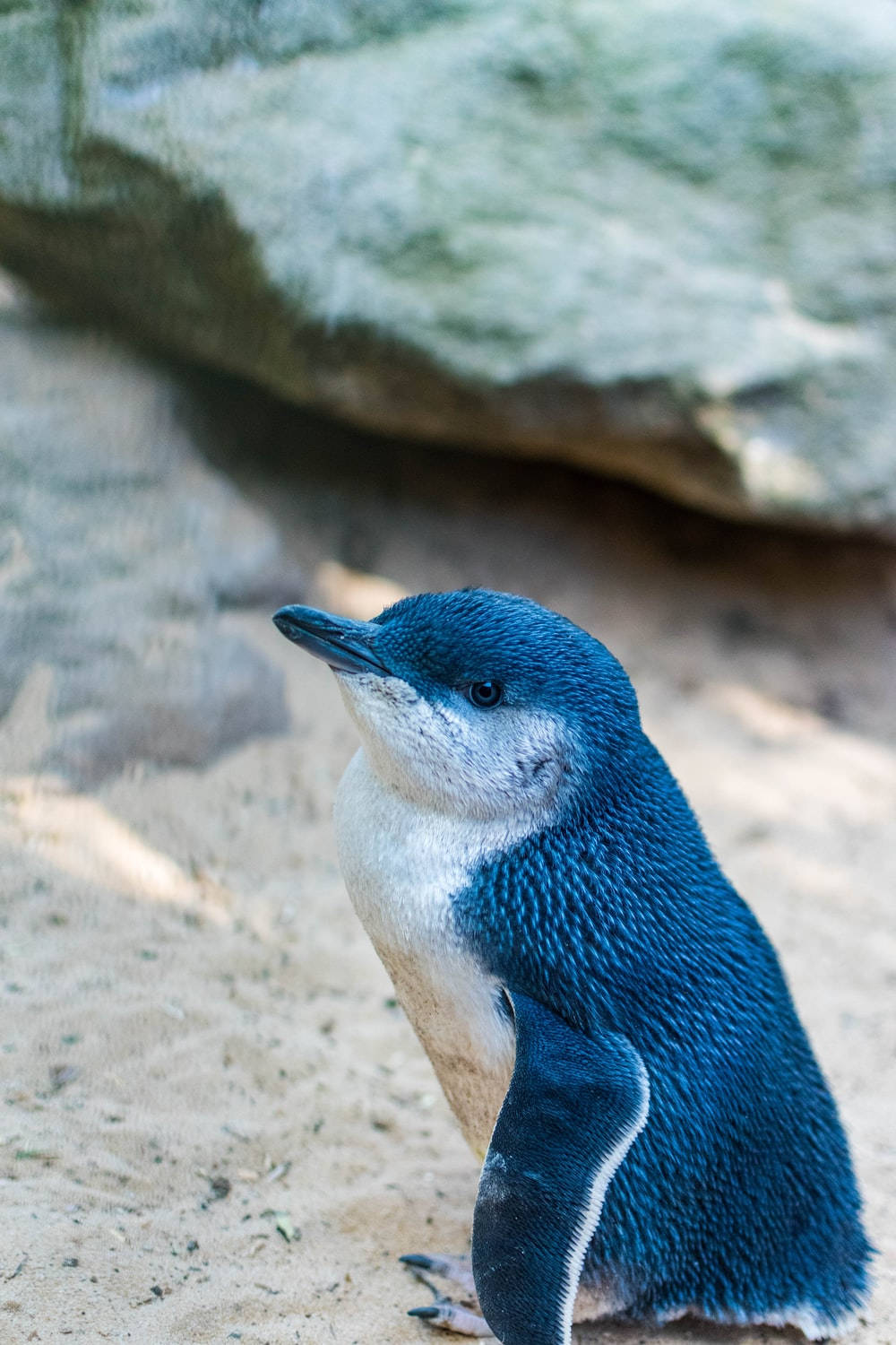 Blue Baby Penguin Wallpaper