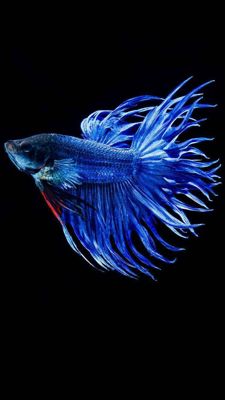 Blue Betta Fish Wallpaper