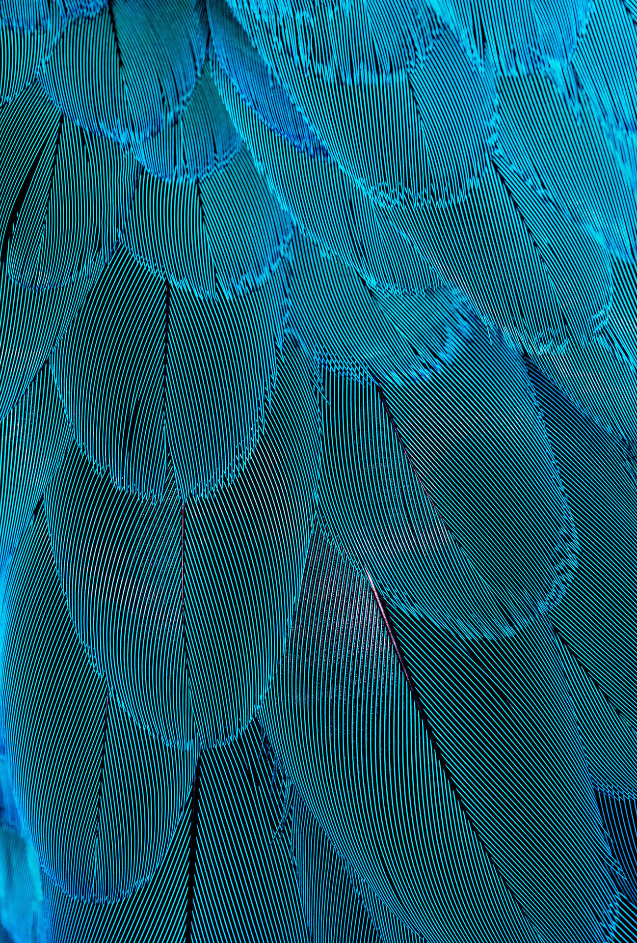 Blue Feather Pattern Wallpaper