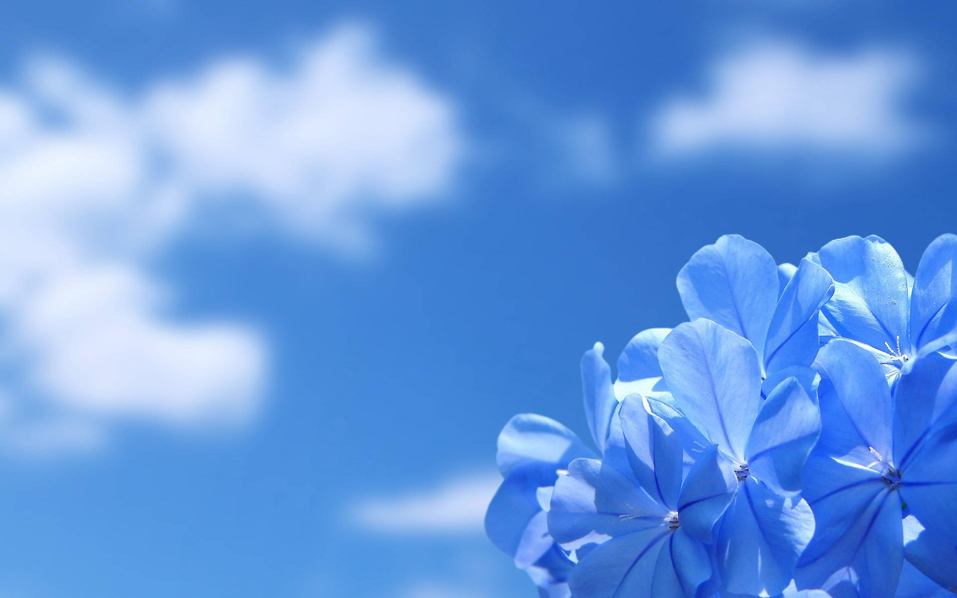 Blue Sky HD Wallpapers 1200 MrWallpaper