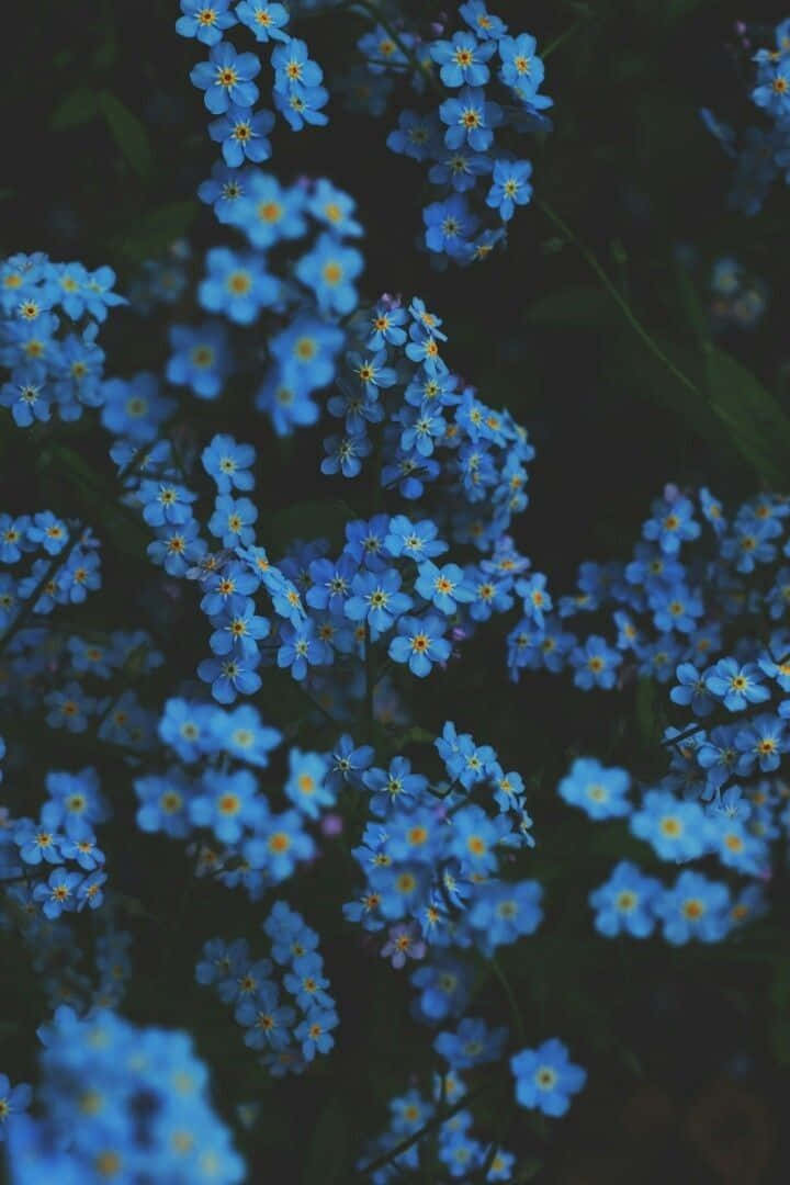 Blue Flowers In Dark Aesthetic Wallpaper