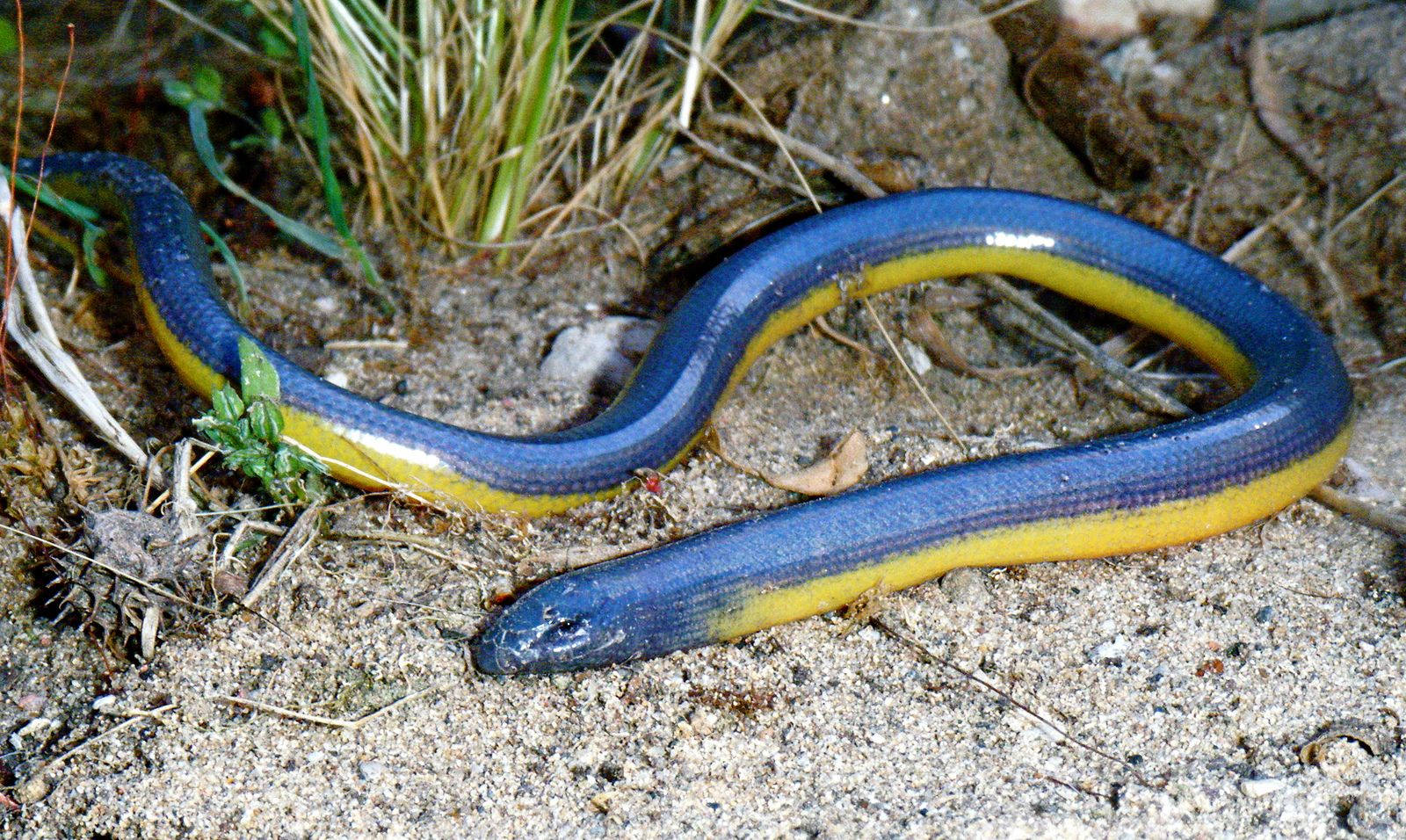 Blue-scaled California Legless Glass Lizard Wallpaper