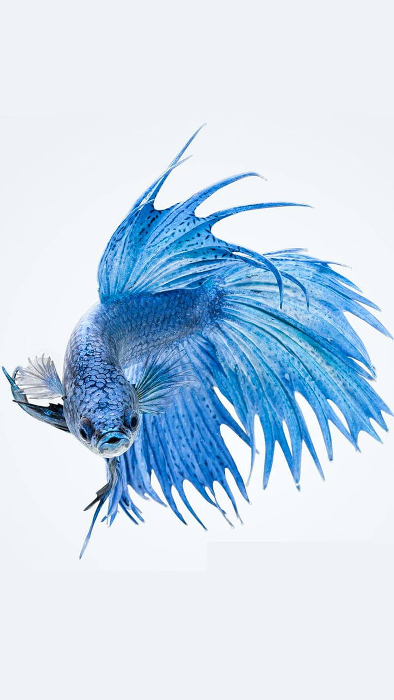 Blue Siamese Fighting Fish Ios 6 Wallpaper