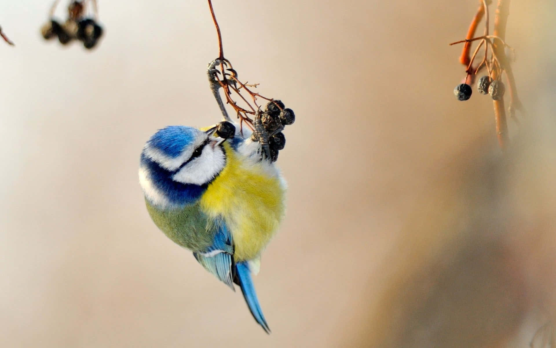 Download free Blue Tit Hanging From Branch.jpg Wallpaper - MrWallpaper.com