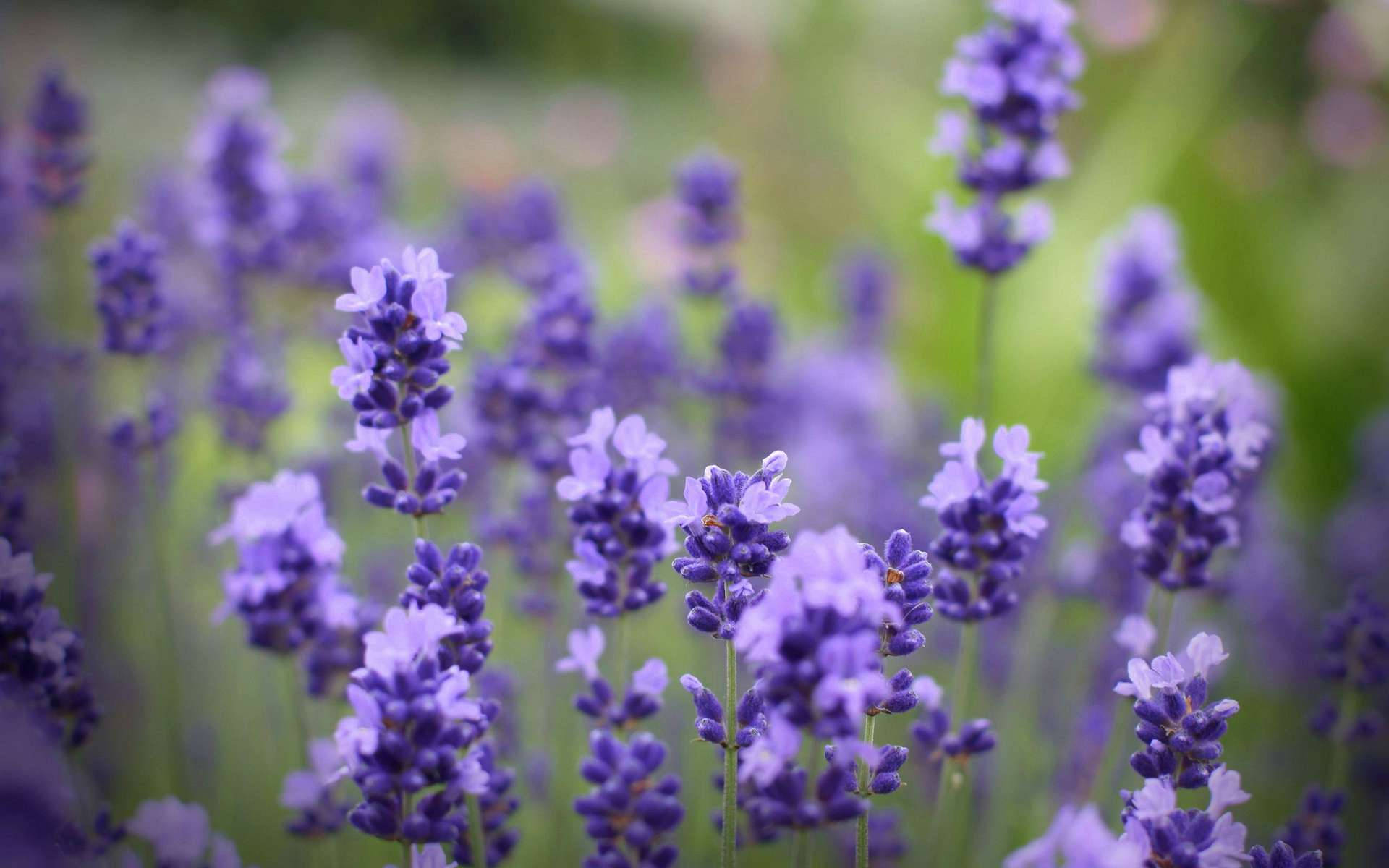 Blurry Lavender Desktop Wallpaper