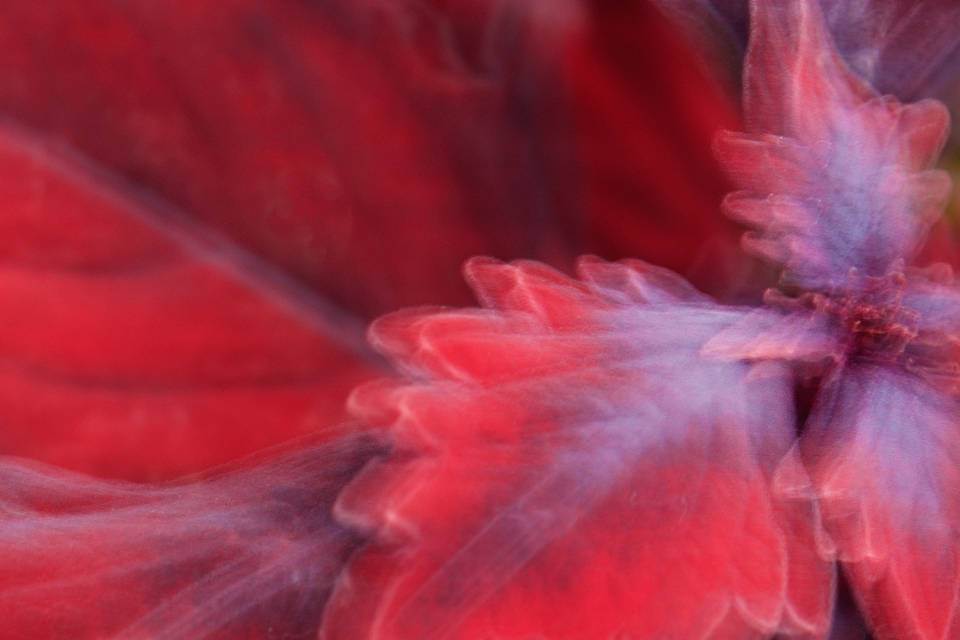 Blurry Red Color Flower Wallpaper