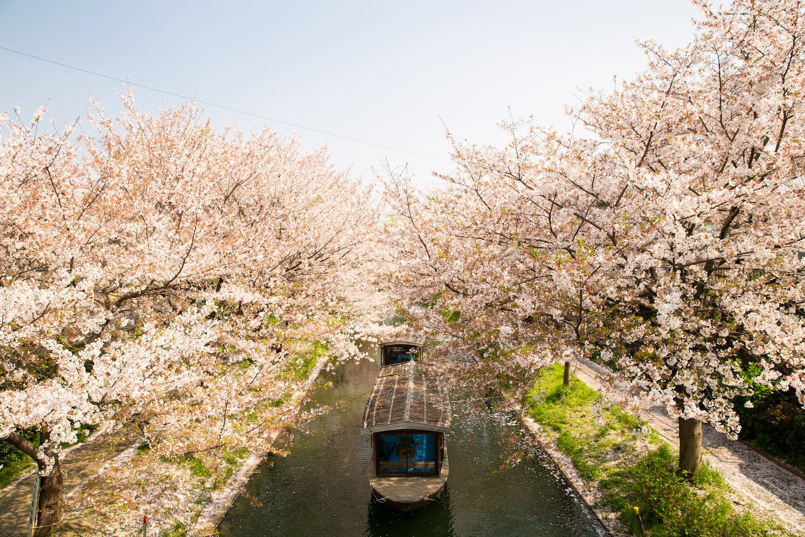 Boats Travel Under Japanese Sakura Wallpaper