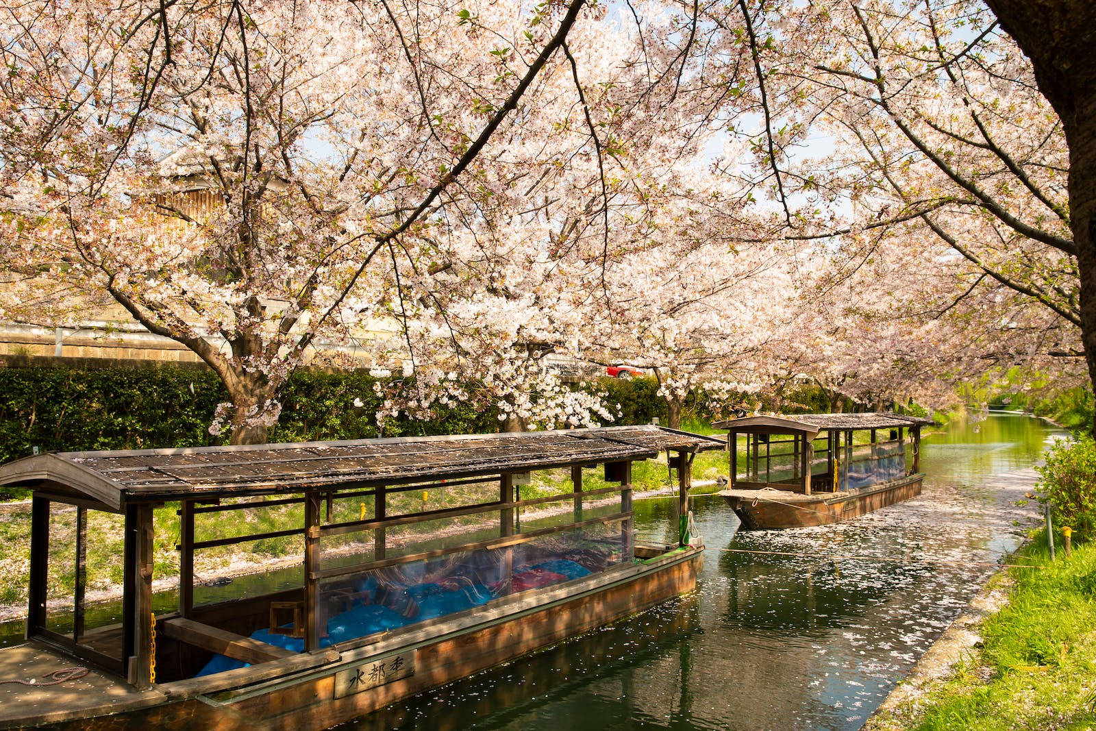 Boats Under Japanese Sakura Canopy Wallpaper