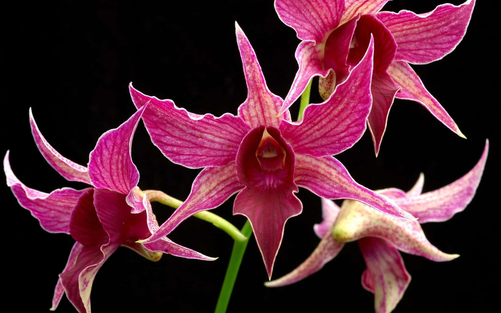 Bold And Beautiful Black And Pink Floral Wallpaper Wallpaper