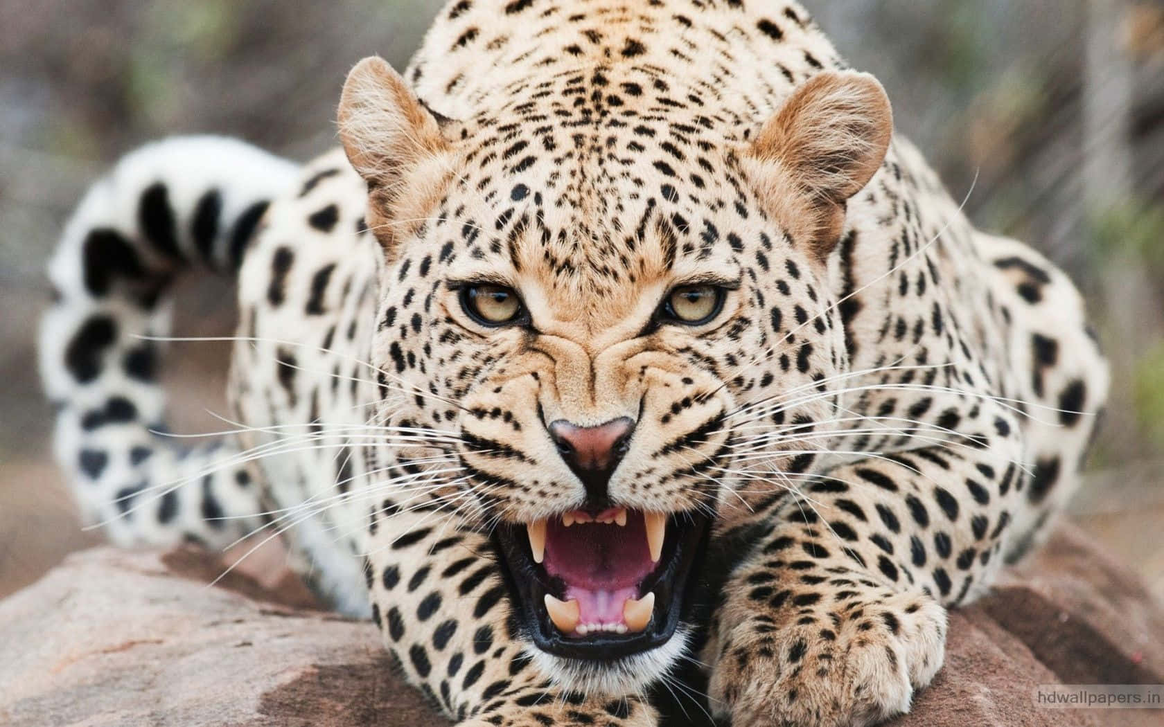 Bold And Beautiful Cheetah By The Watering Hole Wallpaper