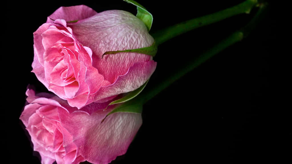 Boldly Beautiful - Black And Pink Floral Wallpaper