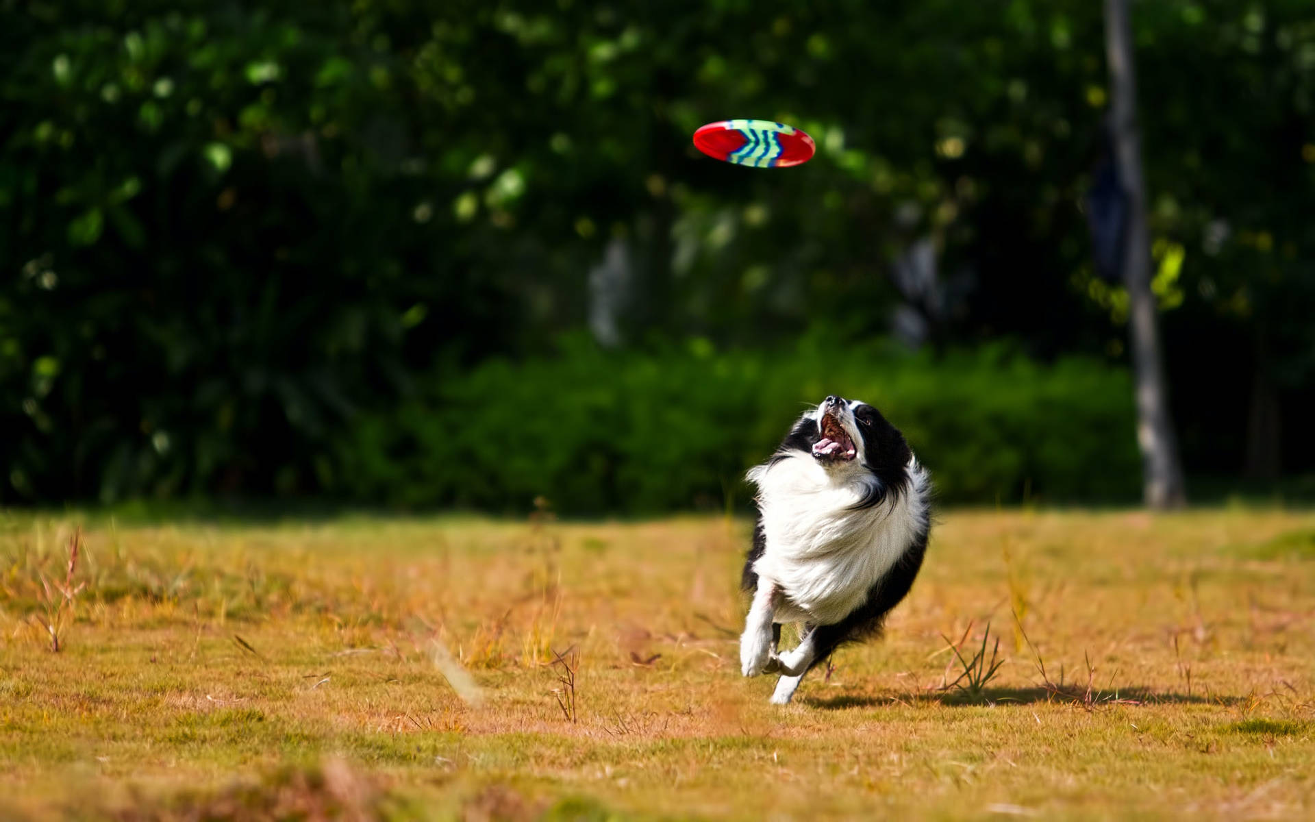 Catching the frisbee, beach, water, frisbee, dog, HD wallpaper | Peakpx