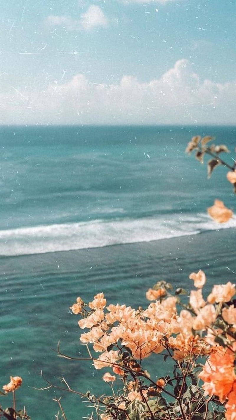 Bougainvilleas By The Sea Vintage Flower Aesthetic Wallpaper