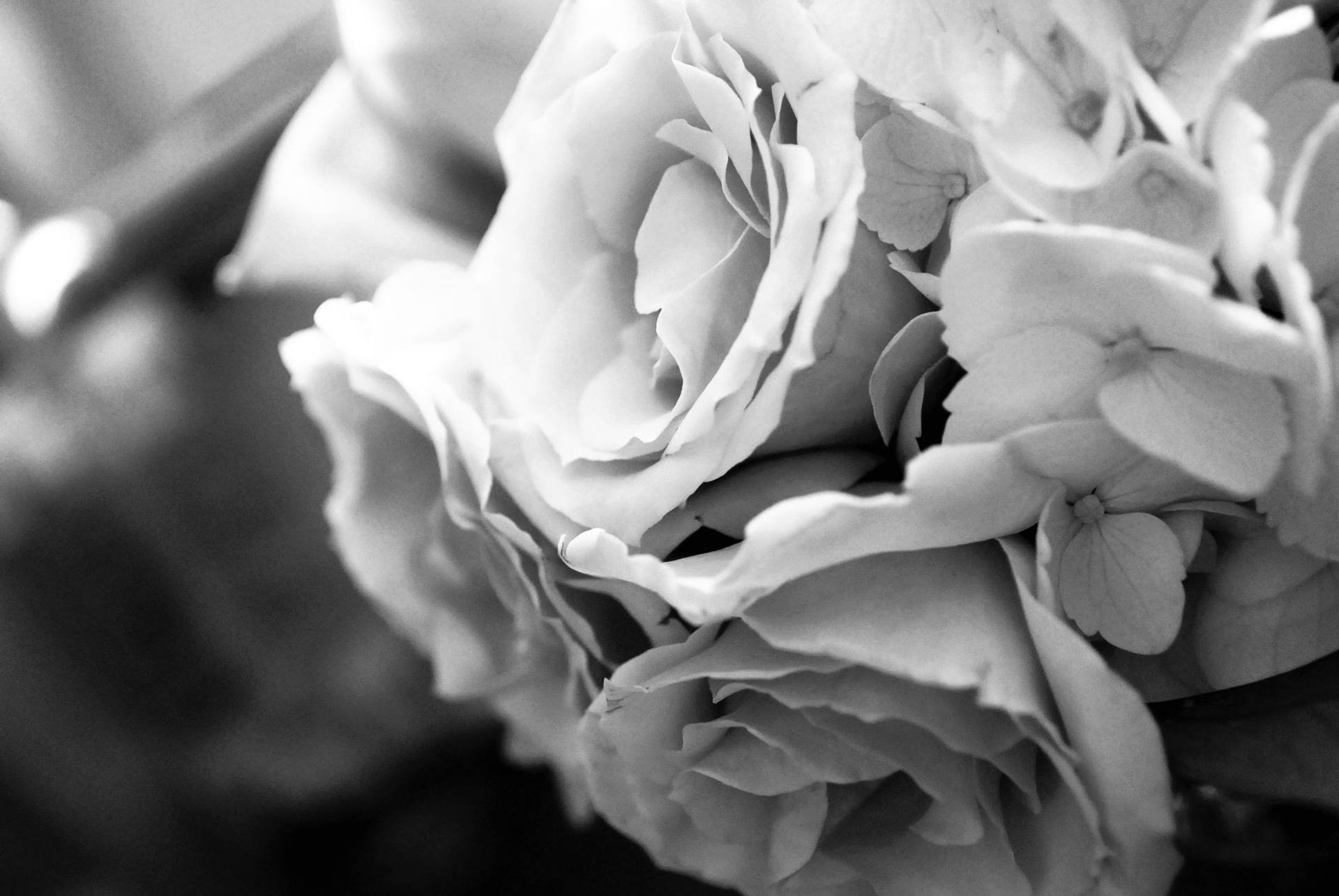 Bouquet Of Black And White Rose Flowers Wallpaper