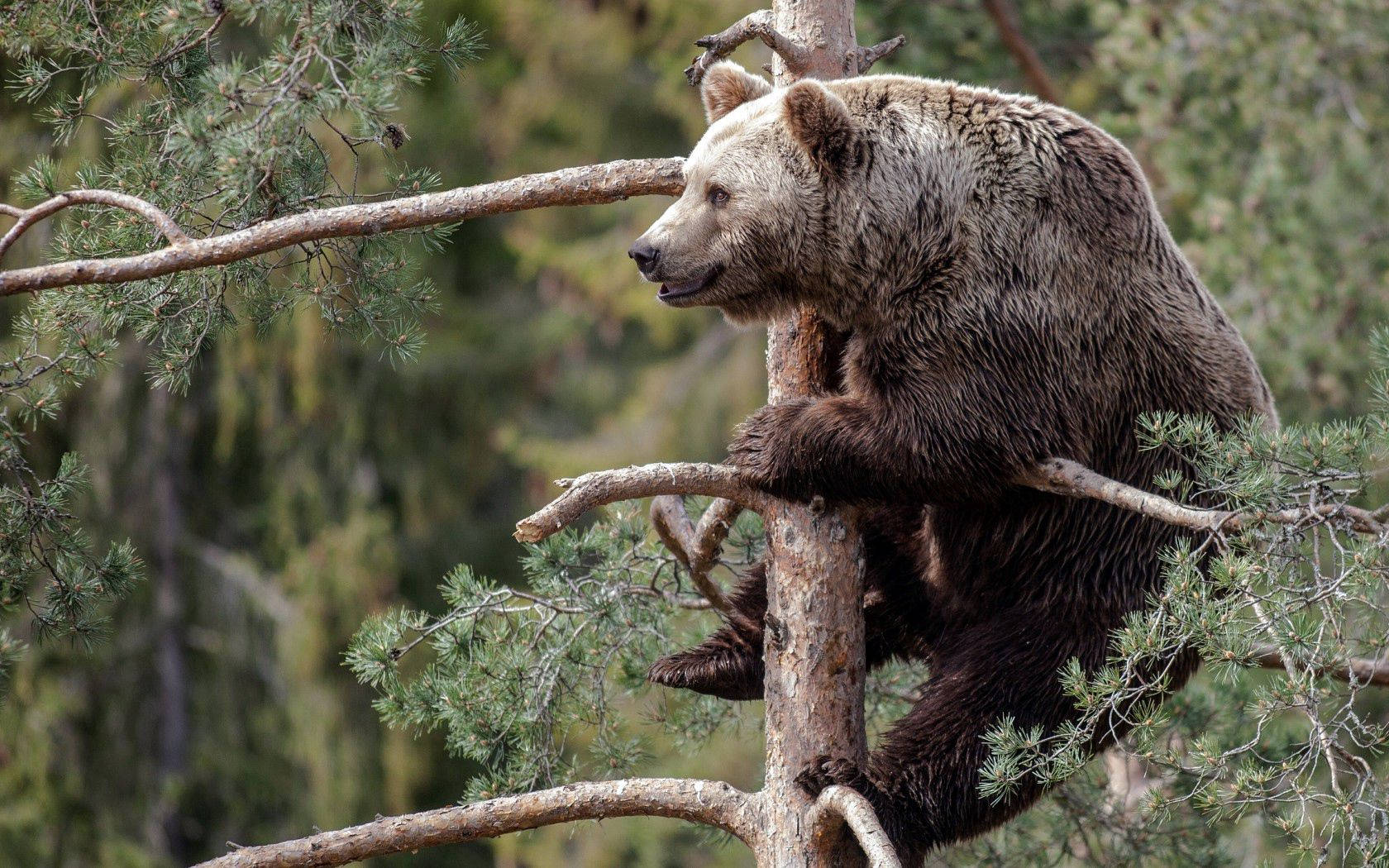 Brave Brown Bear Climbing Tree Wallpaper