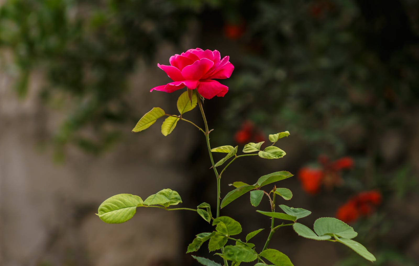 Breathtaking Beauty - Garden Fresh Rose In Full Bloom Wallpaper