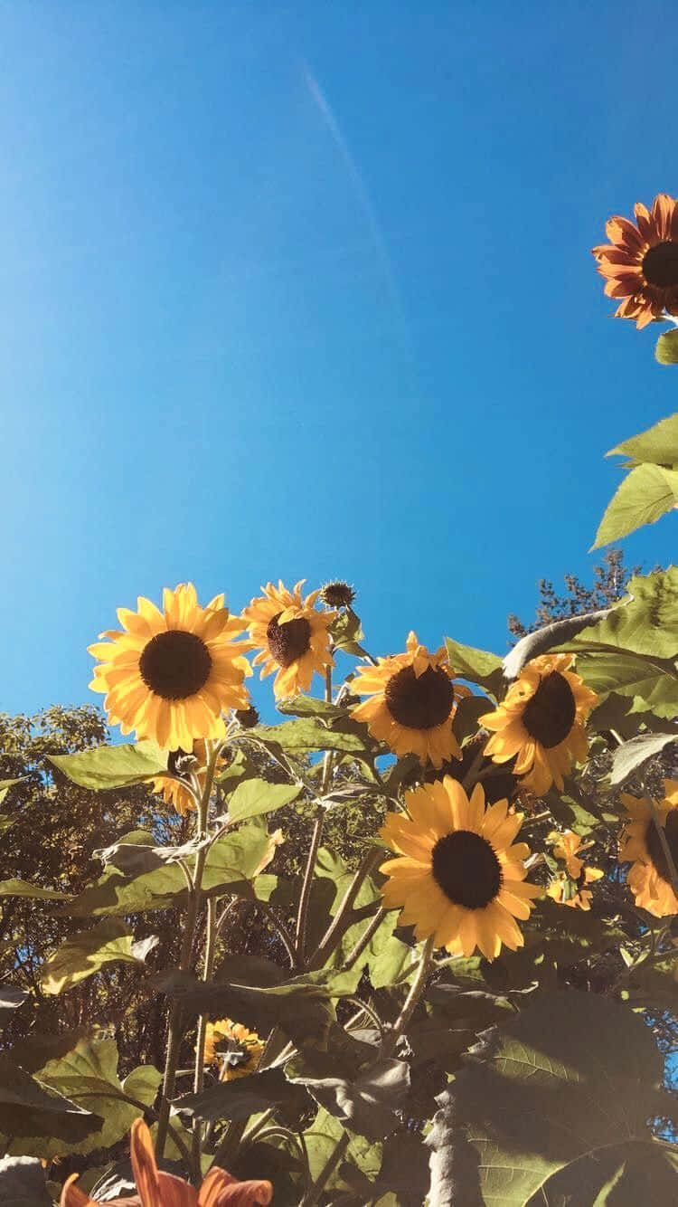 Bright And Beautiful Sunny Yellow Sunflower Wallpaper