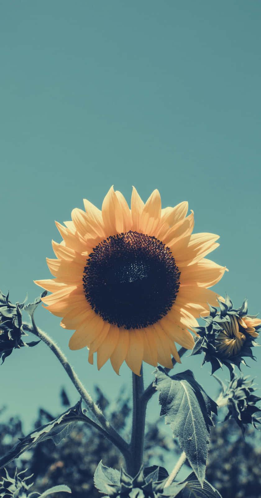 Bright And Joyful - A Yellow Sunflower Aesthetic Wallpaper