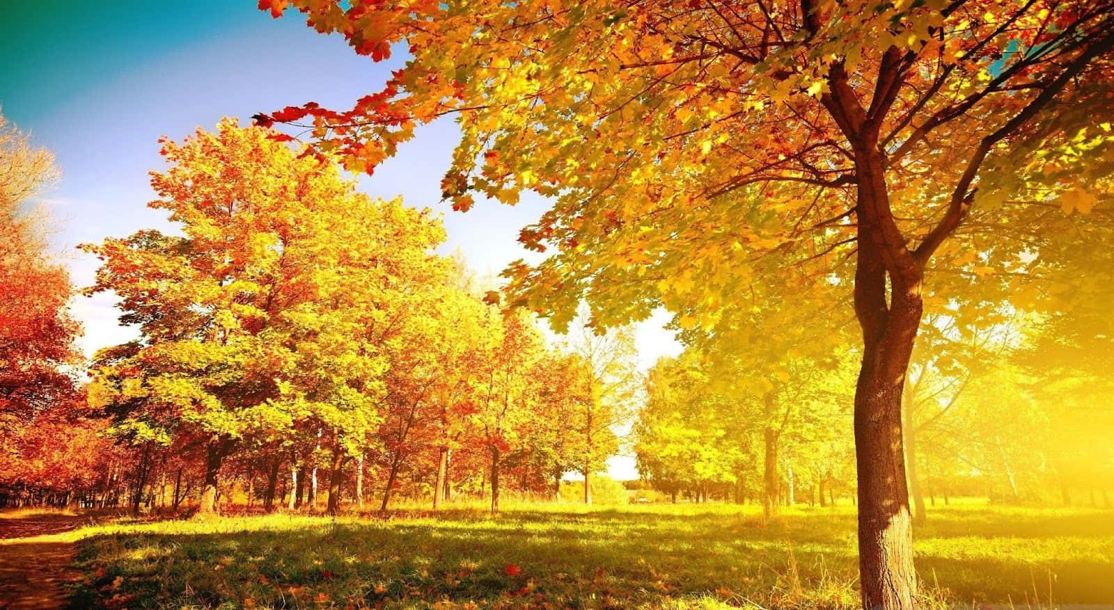 Bright Autumn Day Landscape Trees Scenery Wallpaper