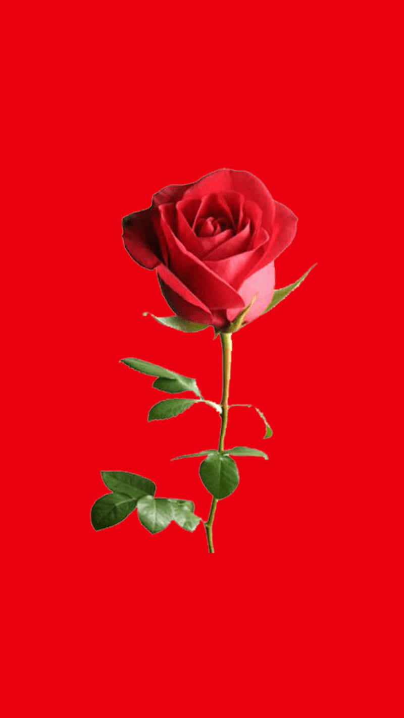 Bright Red Rose Mobile Wallpaper