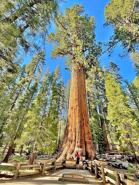 Bright Sunlight At Sequoia National Park Wallpaper