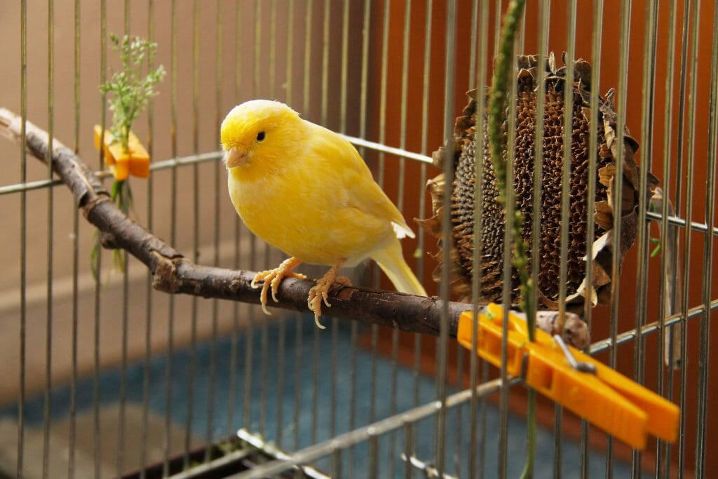 Bright Yellow Canary Bird Inside A Cage Wallpaper