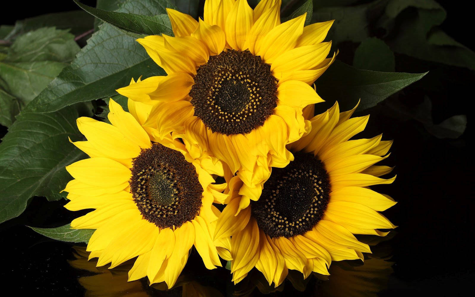 Bright, Yellow Sunflower On A Sunny Day Wallpaper