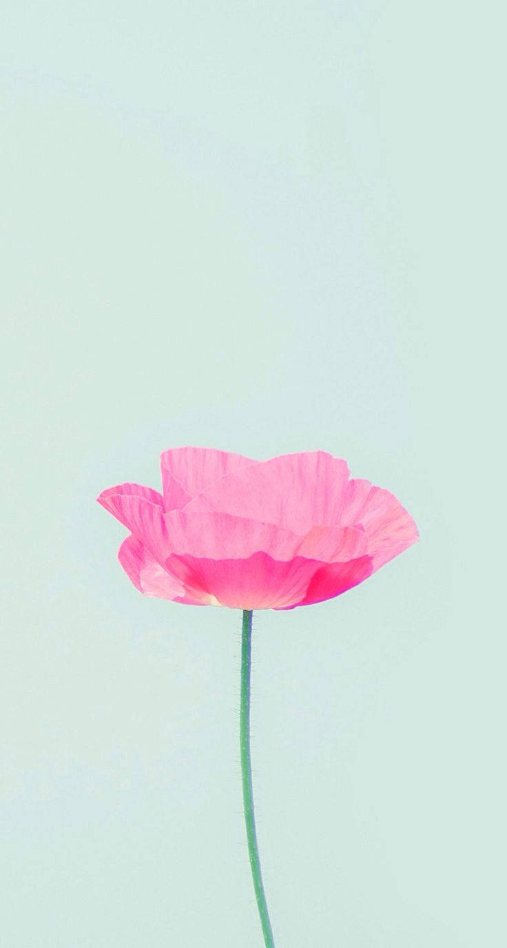 Brighten Your Day With A Delicate Pink Flower Wallpaper