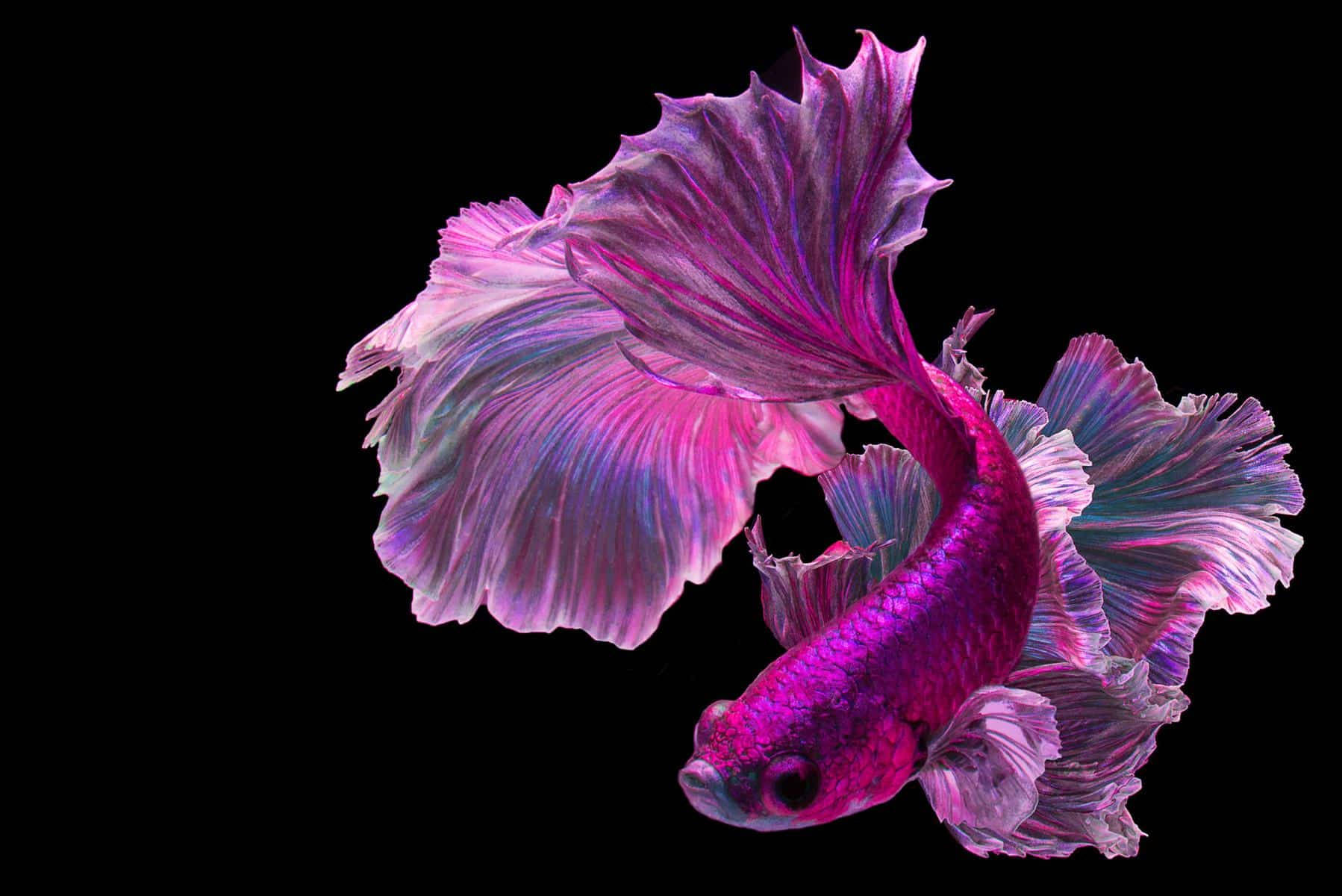 Brilliant Hues Of A Fuschia Betta Fish Wallpaper