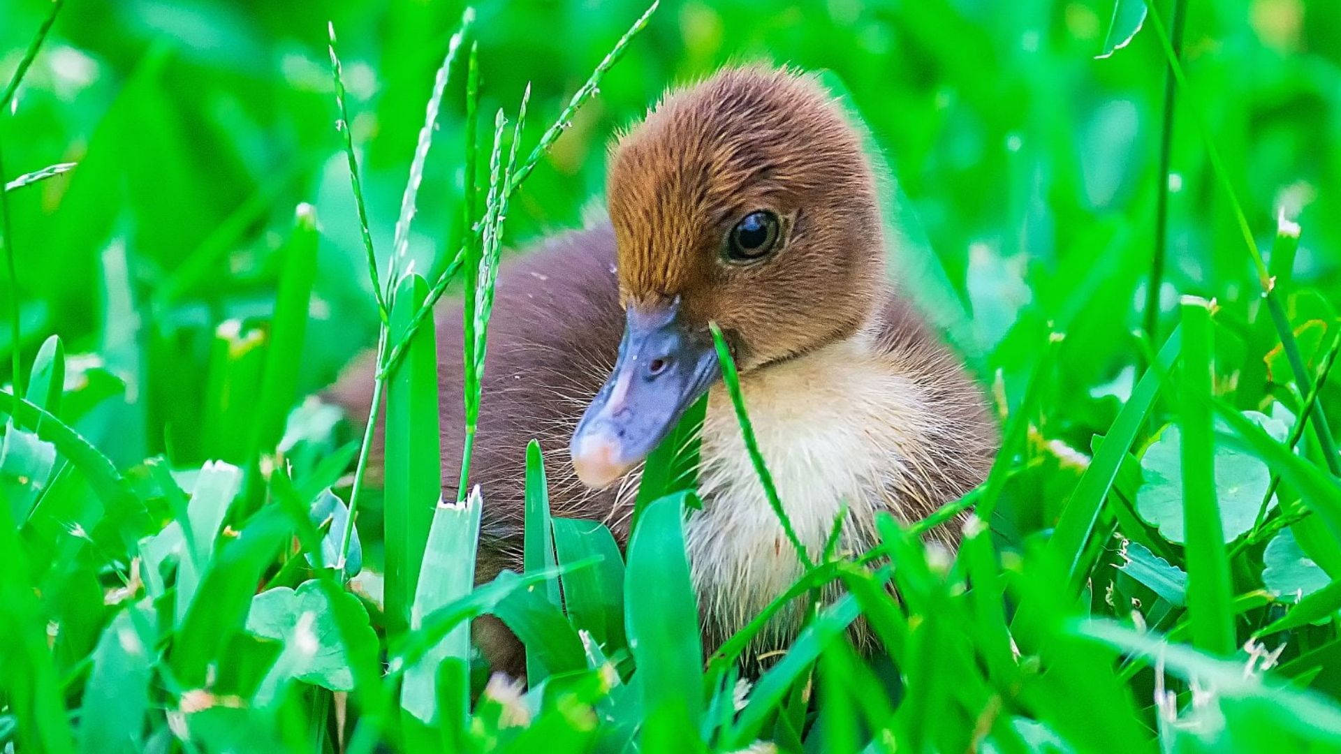 Download free Brown Baby Duck On Grass Wallpaper - MrWallpaper.com