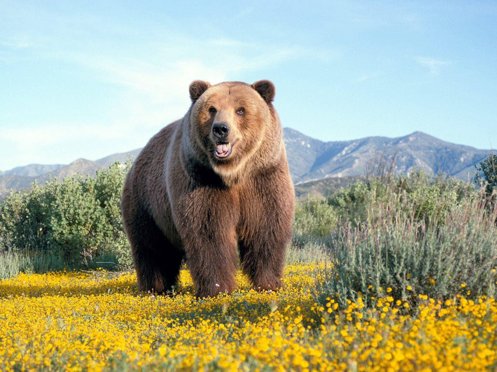 Brown Bear On Yellow Flowers Wallpaper